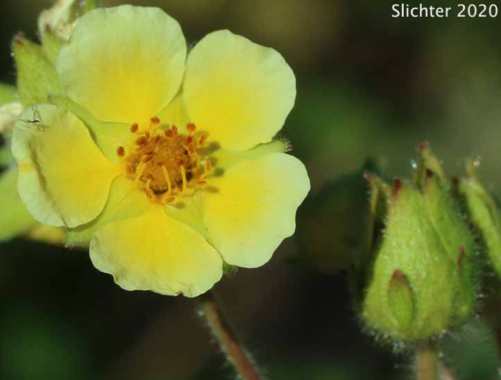Nevada Cinquefoil: Drymocallis lactea var. lactea (Synonyms: Potentilla glandulosa ssp. nevadensis, Potentilla glandulosa var. nevadensis, Potentilla pumila)