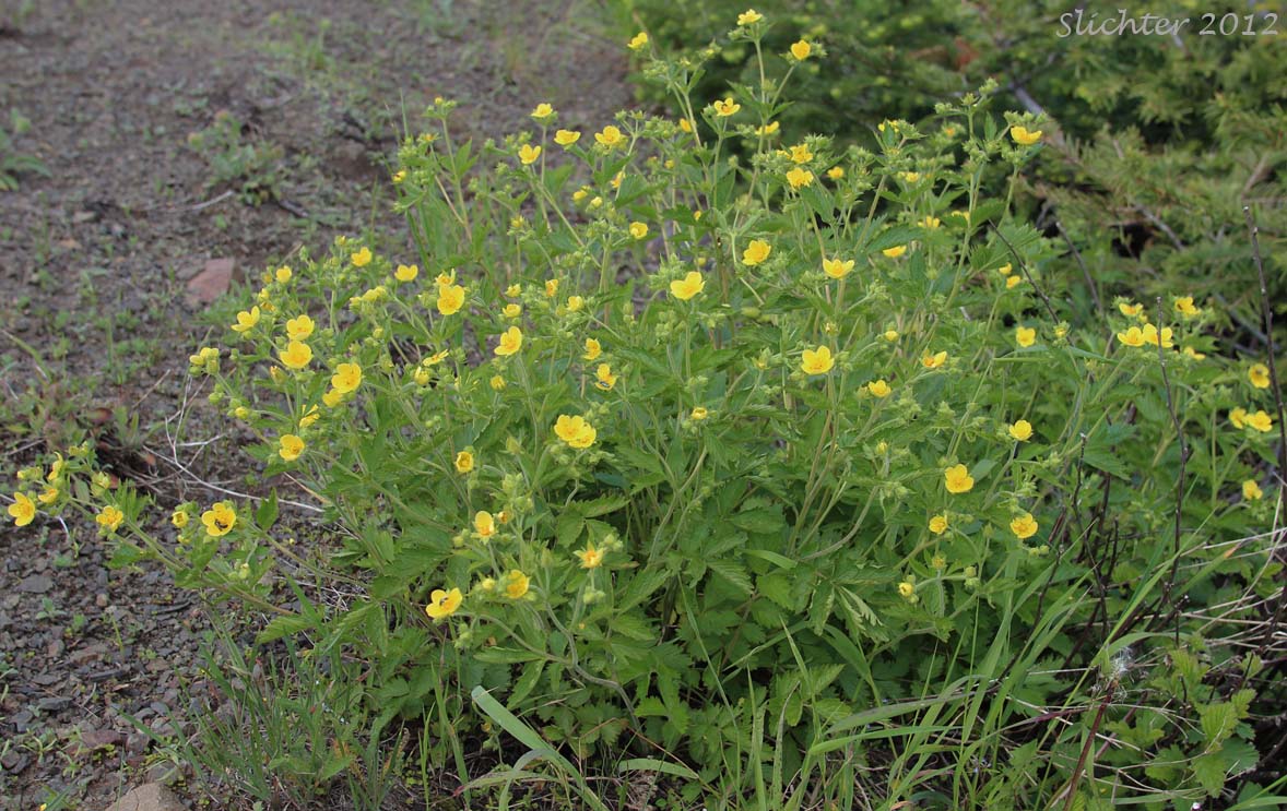Nevada Cinquefoil: Drymocallis lactea var. lactea (Synonyms: Potentilla glandulosa ssp. nevadensis, Potentilla glandulosa var. nevadensis, Potentilla pumila)