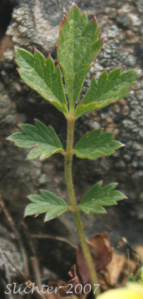 Basal leaf of Cliff Drymocallis, Rocky Mountain Sticky Cinquefoil, Sticky Cinquefoil: Drymocallis pseudorupestris var. saxicola (Synonyms: Potentilla glandulosa, Potentilla glandulosa ssp. pseudorupestris, Potentilla glandulosa var. pseudorupestris)
