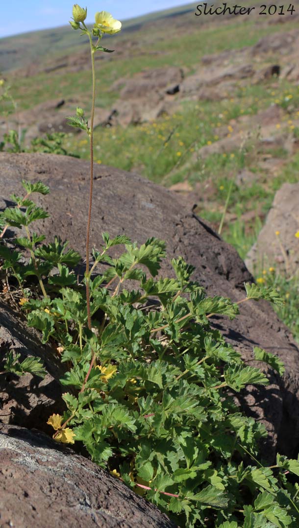 Cliff Drymocallis, Rocky Mountain Sticky Cinquefoil, Sticky Cinquefoil: Drymocallis pseudorupestris var. saxicola (Synonyms: Potentilla glandulosa, Potentilla glandulosa ssp. pseudorupestris, Potentilla glandulosa var. pseudorupestris)