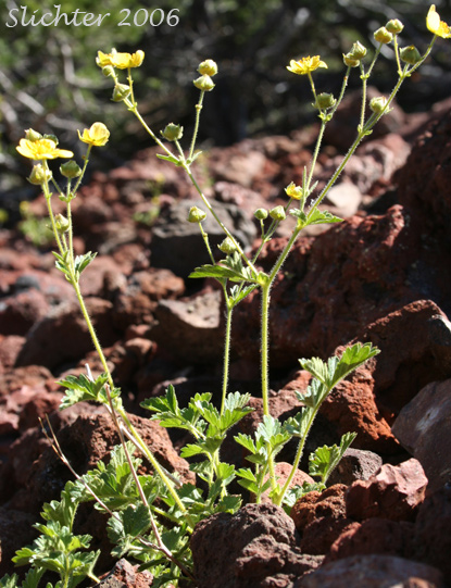 Cliff Drymocallis, Rocky Mountain Sticky Cinquefoil, Sticky Cinquefoil: Drymocallis pseudorupestris var. saxicola (Synonyms: Potentilla glandulosa, Potentilla glandulosa ssp. pseudorupestris, Potentilla glandulosa var. pseudorupestris)