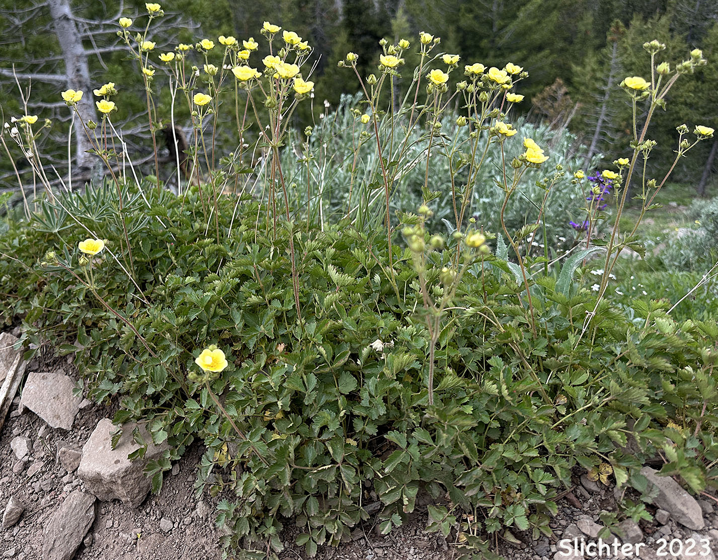 Cliff Drymocallis, Rocky Mountain Sticky Cinquefoil, Sticky Cinquefoil: Drymocallis pseudorupestris var. saxicola (Synonyms: Potentilla glandulosa, Potentilla glandulosa ssp. pseudorupestris, Potentilla glandulosa var. pseudorupestris)