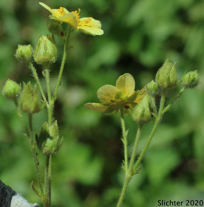 Cliff Drymocallis, Rocky Mountain Sticky Cinquefoil, Sticky Cinquefoil: Drymocallis pseudorupestris var. saxicola (Synonyms: Potentilla glandulosa, Potentilla glandulosa ssp. pseudorupestris, Potentilla glandulosa var. pseudorupestris)