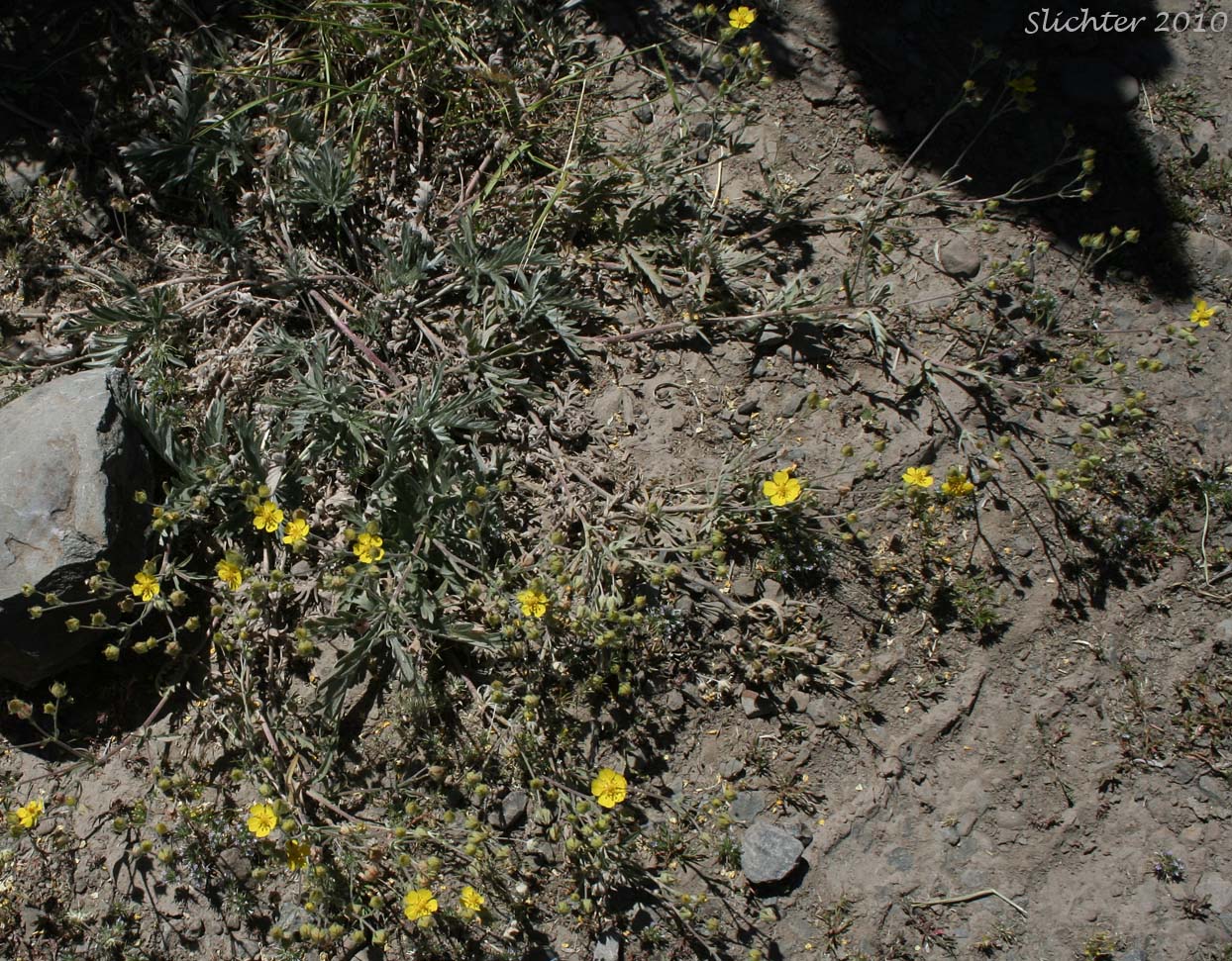 Combleaf Cinquefoil, Elmer's Cinquefoil: Potentilla gracilis var. elmeri (Synonym: Potentilla pectinisecta)
