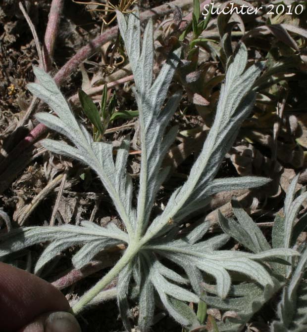 Lower leaf surface of Combleaf Cinquefoil, Elmer's Cinquefoil: Potentilla gracilis var. elmeri (Synonym: Potentilla pectinisecta)