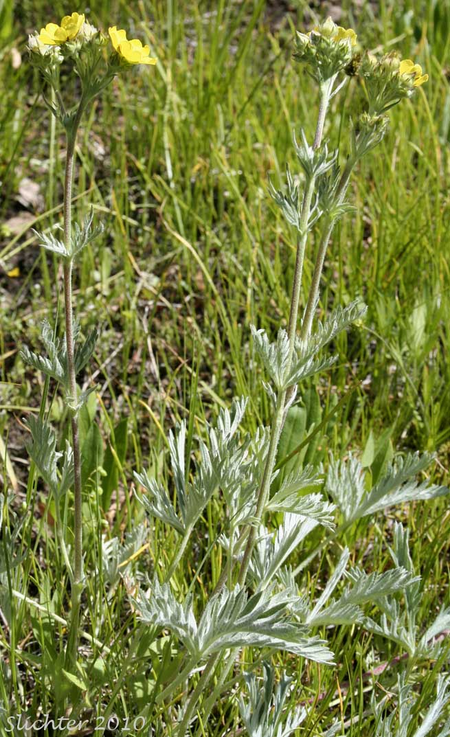 Combleaf Cinquefoil, Elmer's Cinquefoil: Potentilla gracilis var. elmeri (Synonym: Potentilla pectinisecta)