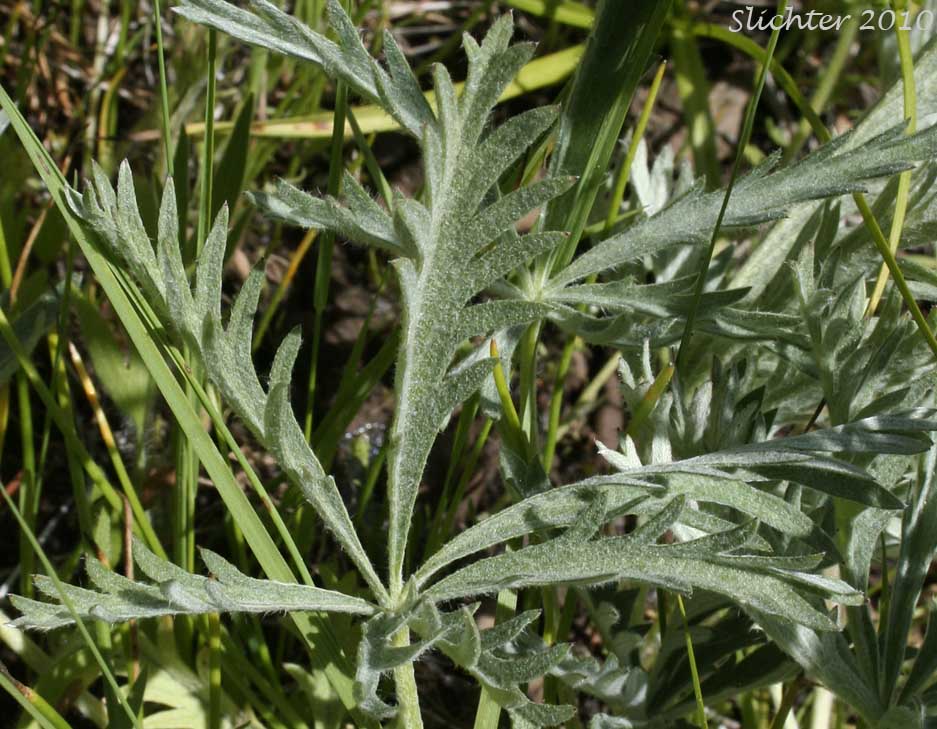 Upper leaf surface of Combleaf Cinquefoil, Elmer's Cinquefoil: Potentilla gracilis var. elmeri (Synonym: Potentilla pectinisecta)