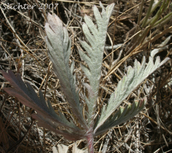 Ventral leaf surface of Combleaf Cinquefoil, Elmer's Cinquefoil: Potentilla gracilis var. elmeri (Synonym: Potentilla pectinisecta)
