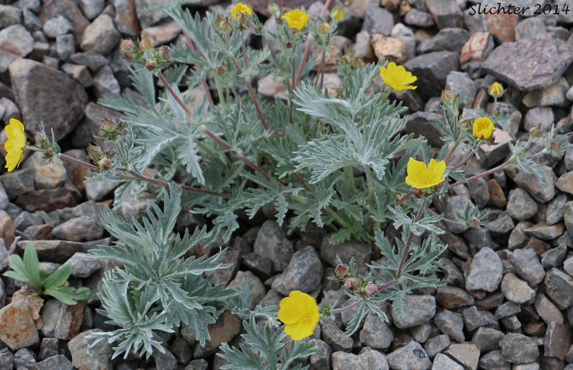 Combleaf Cinquefoil, Elmer's Cinquefoil: Potentilla gracilis var. elmeri (Synonym: Potentilla pectinisecta)