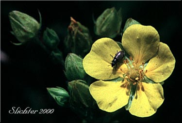Five-finger Cinquefoil, Graceful Cinquefoil, Slender Cinquefoil: Potentilla gracilis var. gracilis (Synonyms: Potentilla longipeduncluata, Potentilla macropetala)