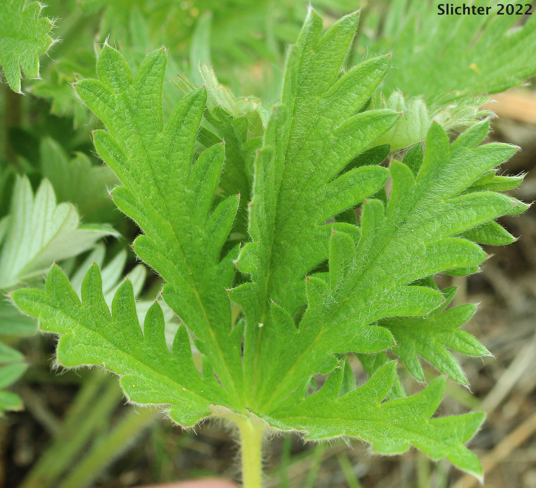 Upper leaf surface of Five-finger Cinquefoil, Graceful Cinquefoil, Slender Cinquefoil: Potentilla gracilis var. gracilis (Synonyms: Potentilla longipeduncluata, Potentilla macropetala)