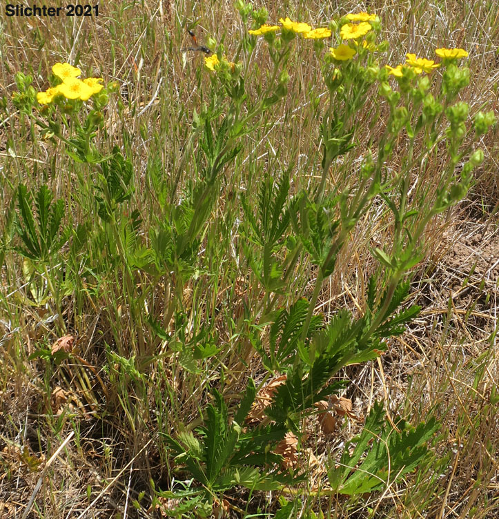 Five-finger Cinquefoil, Graceful Cinquefoil, Slender Cinquefoil: Potentilla gracilis var. gracilis (Synonyms: Potentilla longipeduncluata, Potentilla macropetala)