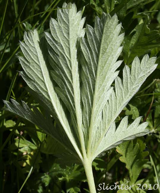 Ventral leaf surface of Beautiful Cinquefoil: Potentilla pulcherrima (Synonyms: Potentilla camporum, Potentilla gracilis var. pulcherrima)