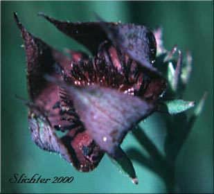 Marsh Cinquefoil, Purple Cinquefoil, Purple Marshlocks: Comarum palustre (Synonyms: Comarum palustris var. villosum, Potentilla palustris, Potentilla palustris var. parvifolia, Potentilla palustris var. villosa, Potentilla palustris var. villosum)