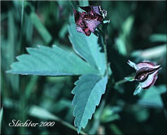 Marsh Cinquefoil, Purple Cinquefoil, Purple Marshlocks: Comarum palustre (Synonyms: Comarum palustris var. villosum, Potentilla palustris, Potentilla palustris var. parvifolia, Potentilla palustris var. villosa, Potentilla palustris var. villosum)