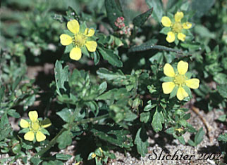 Brook Cinquefoil, Stream-bank Cinquefoil: Potentilla rivalis (Synonyms: Potentilla leucocarpa, Potentilla millegrana, Potentilla millegrana var. millegrana, Potentilla pentandra, Potentilla rivalis var. millegrana, Potentilla rivalis var. pentandra, Potentilla rivalis var. rivalis, Tridophyllum rivale)