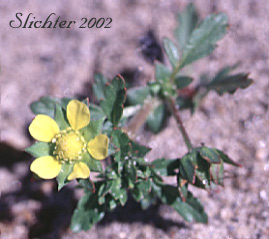 Brook Cinquefoil, Stream-bank Cinquefoil: Potentilla rivalis (Synonyms: Potentilla leucocarpa, Potentilla millegrana, Potentilla millegrana var. millegrana, Potentilla pentandra, Potentilla rivalis var. millegrana, Potentilla rivalis var. pentandra, Potentilla rivalis var. rivalis, Tridophyllum rivale)