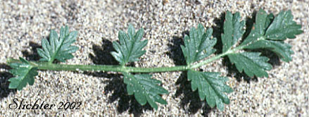 Leaf of Brook Cinquefoil, Stream-bank Cinquefoil: Potentilla rivalis (Synonyms: Potentilla leucocarpa, Potentilla millegrana, Potentilla millegrana var. millegrana, Potentilla pentandra, Potentilla rivalis var. millegrana, Potentilla rivalis var. pentandra, Potentilla rivalis var. rivalis, Tridophyllum rivale)