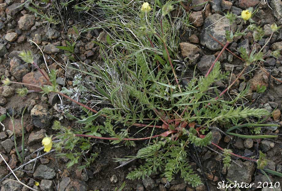 Klamath Cinquefoil, Sheep Cinquefoil, Steen's Mountain Cinquefoil, Varying Cinquefoil: Potentilla versicolor (Synonyms: Potentilla dissecta var. decurrens, Potentilla klamathensis, Potentilla millefolia, Potentilla millefolia var. klamathensis, Potentilla nelsoniana, Potentilla ovina, Potentilla ovina var. decurrens, Potentilla ovina var. ovina, Potentilla ovina var. pinnatisecta, Potentilla wyomingensis)
