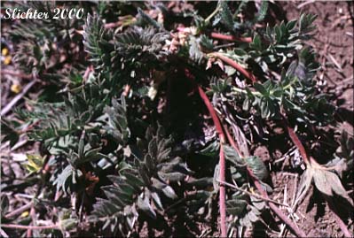 Leaves of Klamath Cinquefoil, Sheep Cinquefoil, Steen's Mountain Cinquefoil, Varying Cinquefoil: Potentilla versicolor (Synonyms: Potentilla dissecta var. decurrens, Potentilla klamathensis, Potentilla millefolia, Potentilla millefolia var. klamathensis, Potentilla nelsoniana, Potentilla ovina, Potentilla ovina var. decurrens, Potentilla ovina var. ovina, Potentilla ovina var. pinnatisecta, Potentilla wyomingensis)