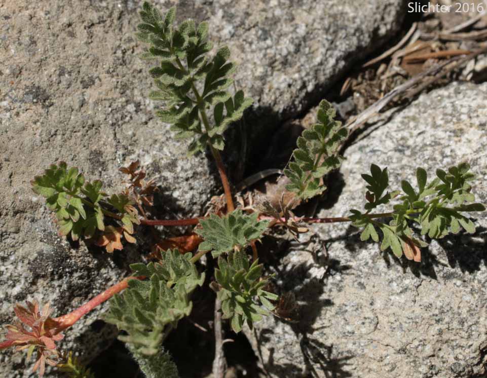 Basal leaves of Sheep Cinquefoil: Potentilla ovina var. ovina Sheep Cinquefoil: Potentilla ovina var. ovina (Synonyms: Potentilla bipinnatifida var. glabrata, Potentilla diversifolia var. pinnatisecta, Potentilla monidensis, Potentilla pensylvanica var. glabrata, Potentilla wyomingensis)