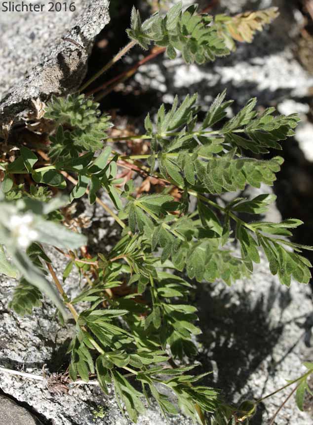 Basal leaves of Sheep Cinquefoil: Potentilla ovina var. ovina Sheep Cinquefoil: Potentilla ovina var. ovina (Synonyms: Potentilla bipinnatifida var. glabrata, Potentilla diversifolia var. pinnatisecta, Potentilla monidensis, Potentilla pensylvanica var. glabrata, Potentilla wyomingensis)