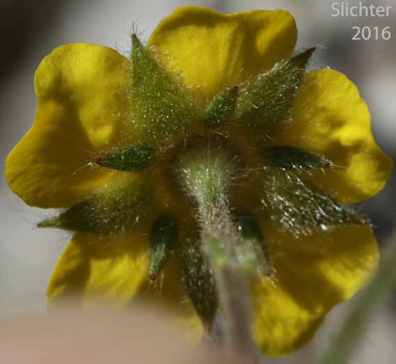 Underside of the sepals of Sheep Cinquefoil: Potentilla ovina var. ovina Sheep Cinquefoil: Potentilla ovina var. ovina (Synonyms: Potentilla bipinnatifida var. glabrata, Potentilla diversifolia var. pinnatisecta, Potentilla monidensis, Potentilla pensylvanica var. glabrata, Potentilla wyomingensis)