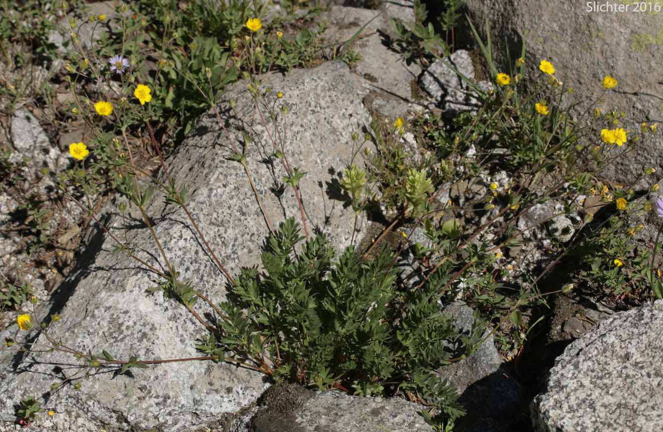 Sheep Cinquefoil: Potentilla ovina var. ovina Sheep Cinquefoil: Potentilla ovina var. ovina (Synonyms: Potentilla bipinnatifida var. glabrata, Potentilla diversifolia var. pinnatisecta, Potentilla monidensis, Potentilla pensylvanica var. glabrata, Potentilla wyomingensis)