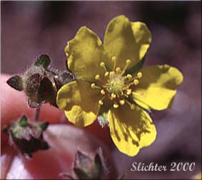Flower of Klamath Cinquefoil, Sheep Cinquefoil, Steen's Mountain Cinquefoil, Varying Cinquefoil: Potentilla versicolor (Synonyms: Potentilla dissecta var. decurrens, Potentilla klamathensis, Potentilla millefolia, Potentilla millefolia var. klamathensis, Potentilla nelsoniana, Potentilla ovina, Potentilla ovina var. decurrens, Potentilla ovina var. ovina, Potentilla ovina var. pinnatisecta, Potentilla wyomingensis)