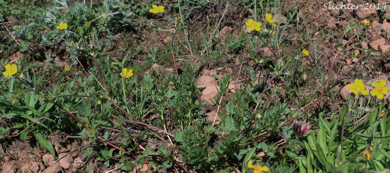 Steen's Mountain Cinquefoil, Varying Cinquefoil: Potentilla versicolor (Synonyms: Potentilla dissecta var. decurrens, Potentilla klamathensis, Potentilla millefolia, Potentilla millefolia var. klamathensis, Potentilla nelsoniana, Potentilla ovina, Potentilla ovina var. decurrens, Potentilla ovina var. ovina, Potentilla ovina var. pinnatisecta, Potentilla wyomingensis)