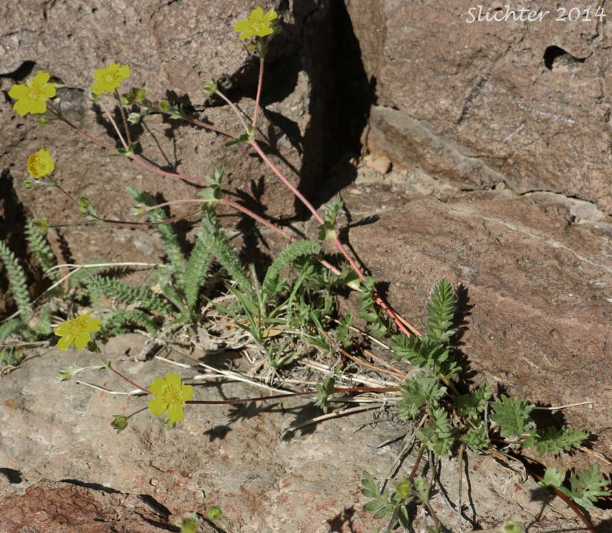 Steen's Mountain Cinquefoil, Varying Cinquefoil: Potentilla versicolor (Synonyms: Potentilla dissecta var. decurrens, Potentilla klamathensis, Potentilla millefolia, Potentilla millefolia var. klamathensis, Potentilla nelsoniana, Potentilla ovina, Potentilla ovina var. decurrens, Potentilla ovina var. ovina, Potentilla ovina var. pinnatisecta, Potentilla wyomingensis)