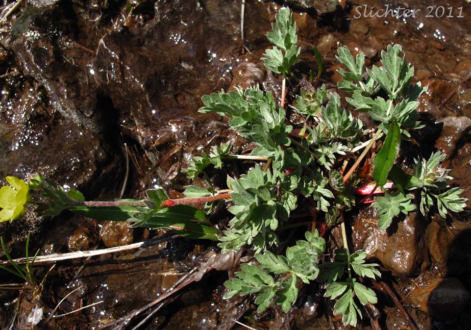 Steen's Mountain Cinquefoil, Varying Cinquefoil: Potentilla versicolor (Synonyms: Potentilla dissecta var. decurrens, Potentilla klamathensis, Potentilla millefolia, Potentilla millefolia var. klamathensis, Potentilla nelsoniana, Potentilla ovina, Potentilla ovina var. decurrens, Potentilla ovina var. ovina, Potentilla ovina var. pinnatisecta, Potentilla wyomingensis)