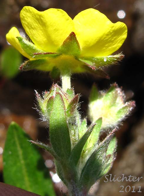 Steen's Mountain Cinquefoil, Varying Cinquefoil: Potentilla versicolor (Synonyms: Potentilla dissecta var. decurrens, Potentilla klamathensis, Potentilla millefolia, Potentilla millefolia var. klamathensis, Potentilla nelsoniana, Potentilla ovina, Potentilla ovina var. decurrens, Potentilla ovina var. ovina, Potentilla ovina var. pinnatisecta, Potentilla wyomingensis)