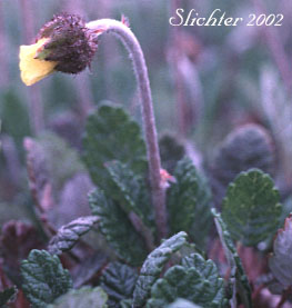 Drummond's Mountain-avens. Mountain-avens, Yellow Mountain-avens, Yellow Mountain Avens: Dryas drummondii (Synonyms: Dryadaea drummondii, Dryas drummondii var. drummondii, Dryas drummondii var. tomentosa, Dryas octopetala var. drummondii, Dryas tomentosa)