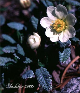 Mountain Avens: Dryas octopetala