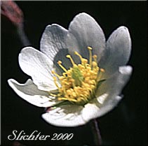 Flower of Eightpetal Mountain-avens, Hooker's Mountain-avens, White Dryas, White Mountain-avens: Dryas hookeriana (Synonyms: Dryas octopetala, Dryas octopetala ssp. hookeriana, Dryas octopetala var. angustifolia, Dryas octopetala var. hookeriana)