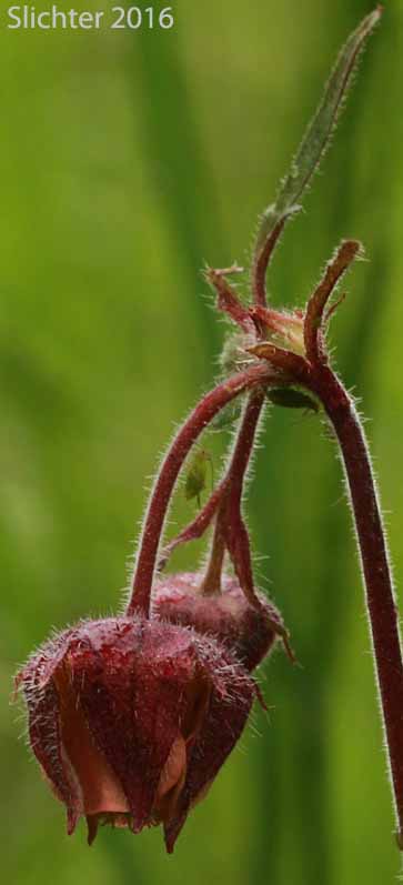 Purple Avens, Water Avens: Geum rivale (Synonym: Geum aurantiacum)