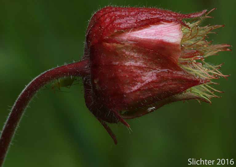 Flower of Purple Avens, Water Avens: Geum rivale (Synonym: Geum aurantiacum)