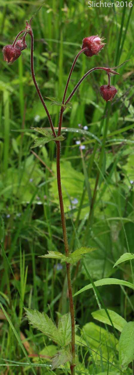Purple Avens, Water Avens: Geum rivale (Synonym: Geum aurantiacum)