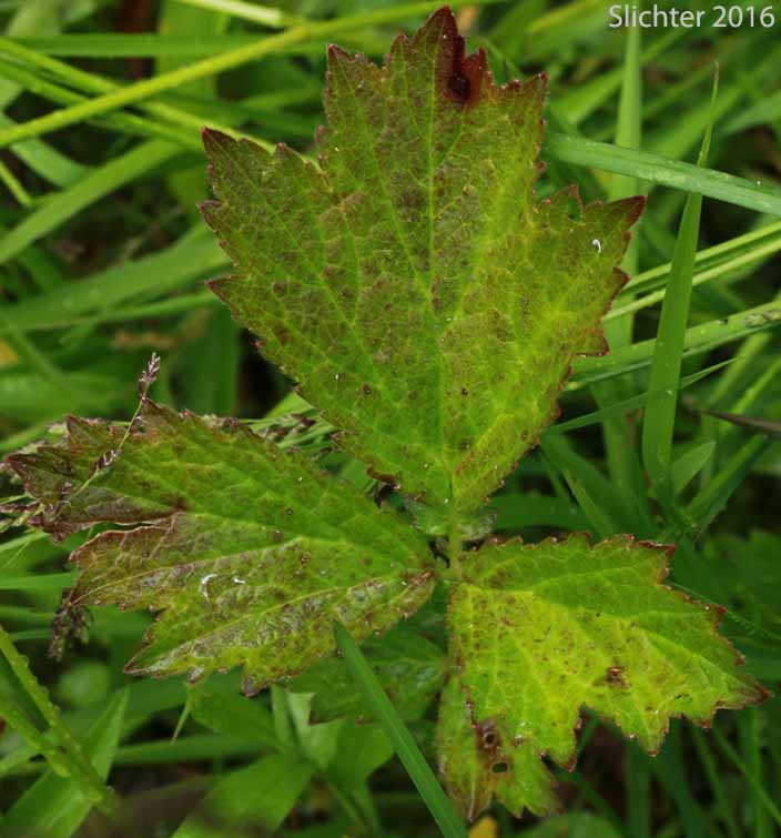 Basal leaf of Purple Avens, Water Avens: Geum rivale (Synonym: Geum aurantiacum)
