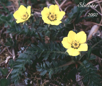 Slender-stemmed Avens, Ross' Avens: Geum rossii var. depressum