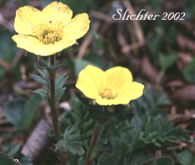 Slender-stemmed Avens, Ross' Avens: Geum rossii var. depressum