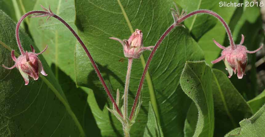 Inflorescence of Old Man's Whiskers, Prairie Smoke, Red Avens: Geum triflorum var. ciliatum (Synonyms: Erythrocoma ciliata, Geum canescens, Geum ciliatum, Geum triflorum var. canescens, Sieversia canescens, Sieversia ciliata)