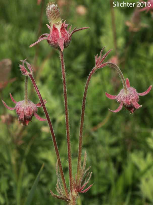 Inflorescence of Old Man's Whiskers, Prairie Smoke, Red Avens: Geum triflorum var. ciliatum (Synonyms: Erythrocoma ciliata, Geum canescens, Geum ciliatum, Geum triflorum var. canescens, Sieversia canescens, Sieversia ciliata)