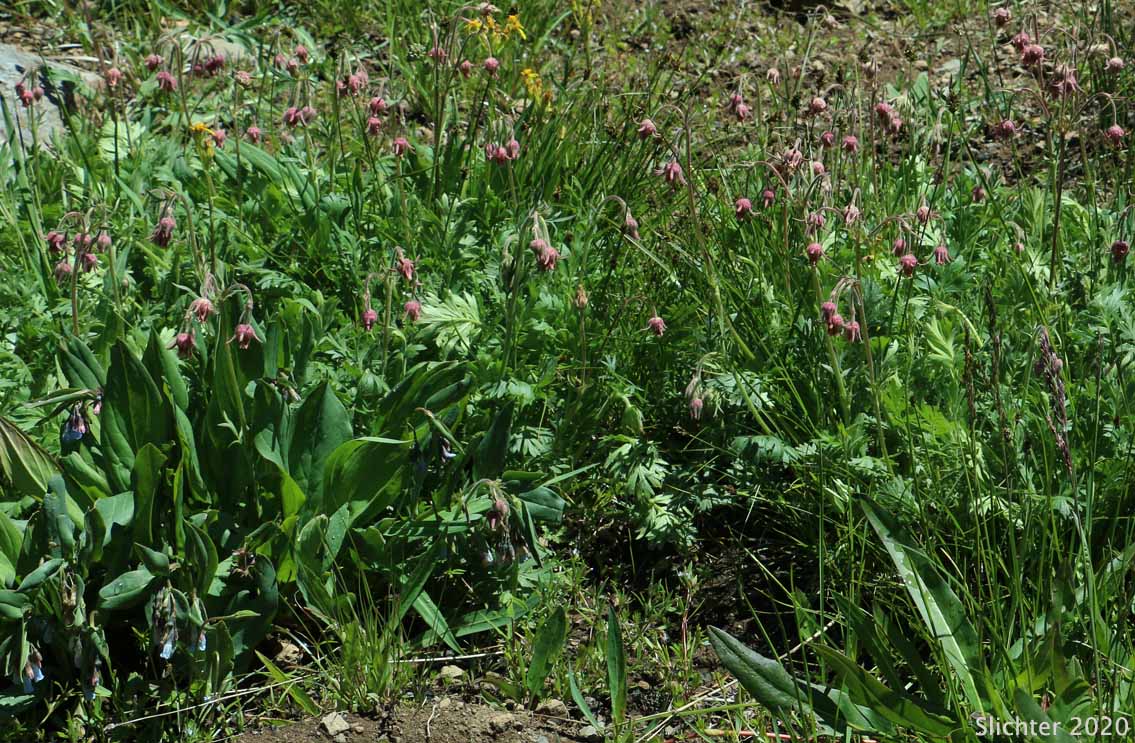 Old Man's Whiskers, Prairie Smoke, Red Avens: Geum triflorum var. ciliatum (Synonyms: Erythrocoma ciliata, Geum canescens, Geum ciliatum, Geum triflorum var. canescens, Sieversia canescens, Sieversia ciliata)