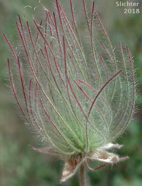 Old Man's Whiskers, Prairie Smoke, Red Avens: Geum triflorum var. ciliatum (Synonyms: Erythrocoma ciliata, Geum canescens, Geum ciliatum, Geum triflorum var. canescens, Sieversia canescens, Sieversia ciliata)