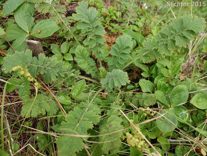 Basal leaves of Old Man's Whiskers, Prairie Smoke, Red Avens: Geum triflorum var. ciliatum (Synonyms: Erythrocoma ciliata, Geum canescens, Geum ciliatum, Geum triflorum var. canescens, Sieversia canescens, Sieversia ciliata)