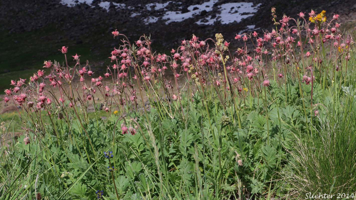 Old Man's Whiskers, Prairie Smoke, Red Avens: Geum triflorum var. ciliatum (Synonyms: Erythrocoma ciliata, Geum canescens, Geum ciliatum, Geum triflorum var. canescens, Sieversia canescens, Sieversia ciliata)