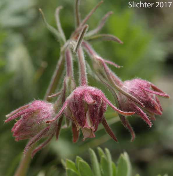 Old Man's Whiskers, Prairie Smoke, Red Avens: Geum triflorum var. ciliatum (Synonyms: Erythrocoma ciliata, Geum canescens, Geum ciliatum, Geum triflorum var. canescens, Sieversia canescens, Sieversia ciliata)