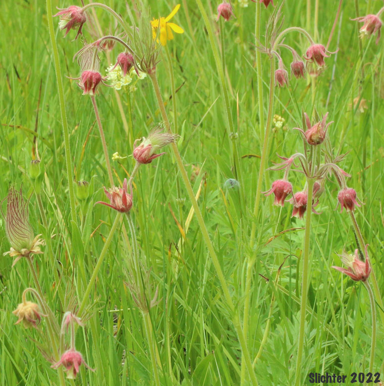 Old Man's Whiskers, Prairie Smoke, Red Avens: Geum triflorum var. ciliatum (Synonyms: Erythrocoma ciliata, Geum canescens, Geum ciliatum, Geum triflorum var. canescens, Sieversia canescens, Sieversia ciliata)